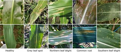 Efficient attention-based CNN network (EANet) for multi-class maize crop disease classification